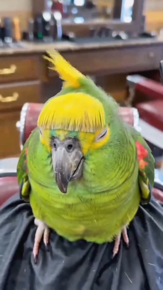 Pet Barbershop — AI video flow example